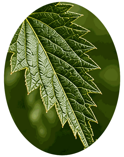 Nettle Extract