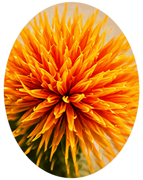 Safflower