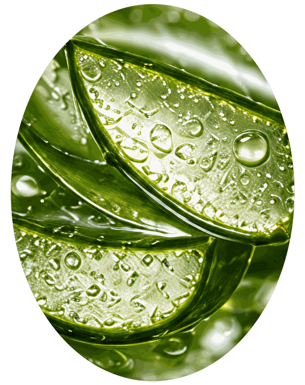 Aloe Vera – Wuli active ingredient