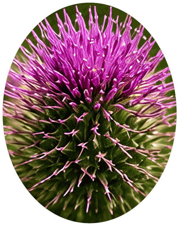 Burdock Extract – Wuli active ingredient