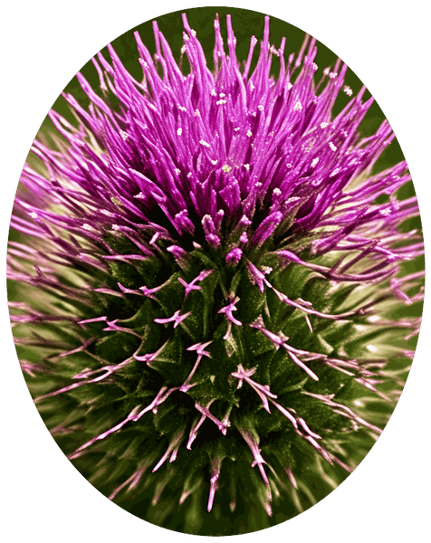 Burdock Extract