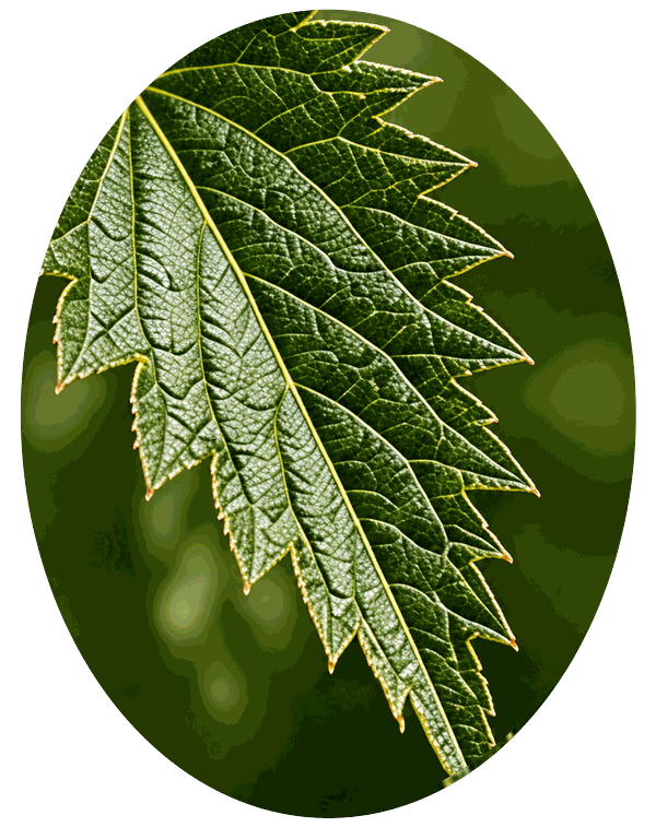 Nettle Extract – Wuli active ingredient