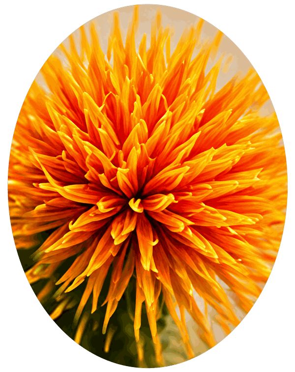 Safflower – Wuli active ingredient