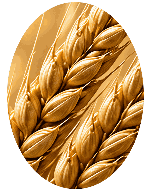 Wheat – Wuli active ingredient