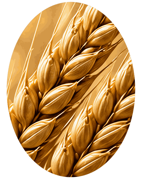Wheat Protein